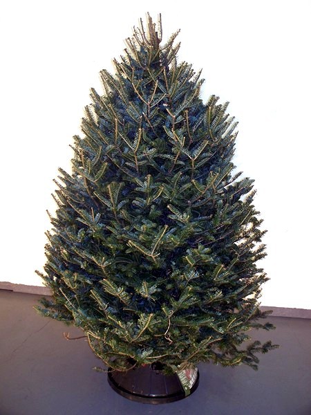 Balsam Fir Wholesale Christmas Trees Alberta