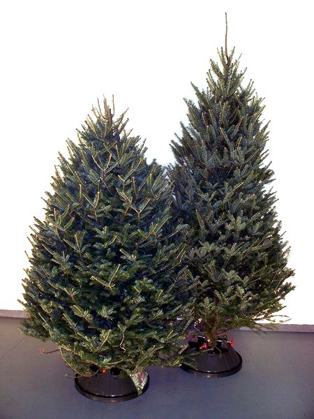 Balsam Fir Wholesale Christmas Tree Alberta