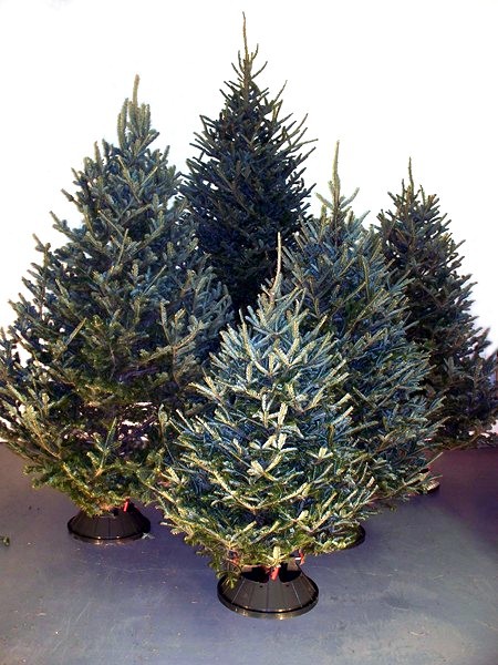 Fraser Fir Wholesale Christmas Tree Alberta