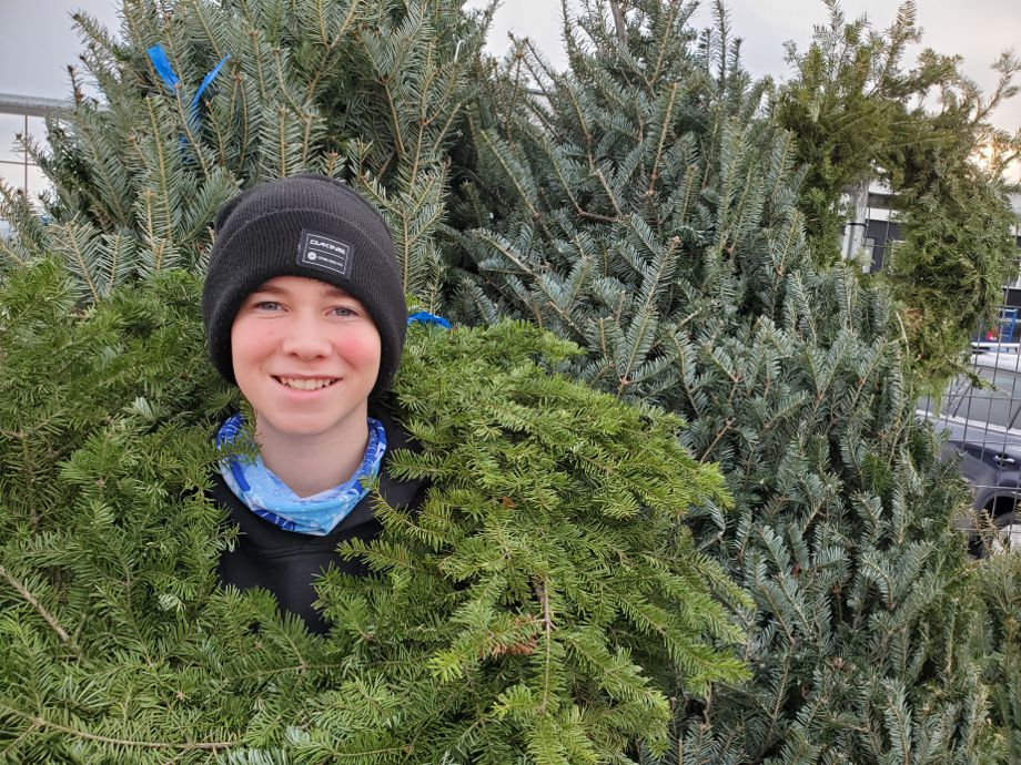 Christmas Trees For Sale in Calgary, Spruce Meadows, Mountain View