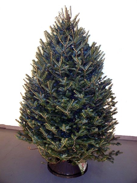 Balsam Fir Wholesale Christmas Trees Alberta