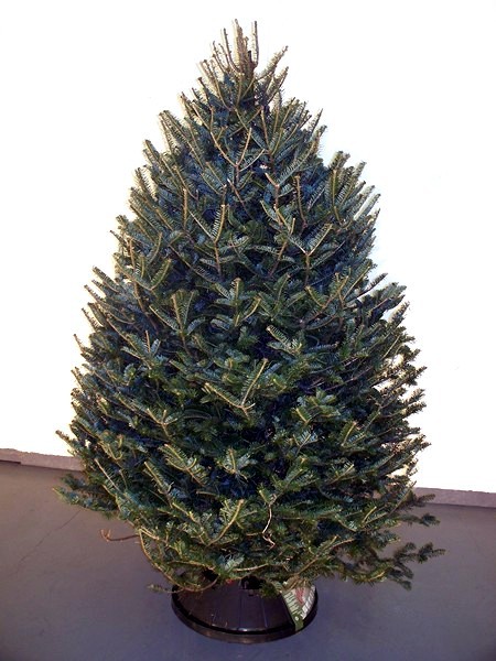 Balsam Fir Wholesale Christmas Tree Alberta