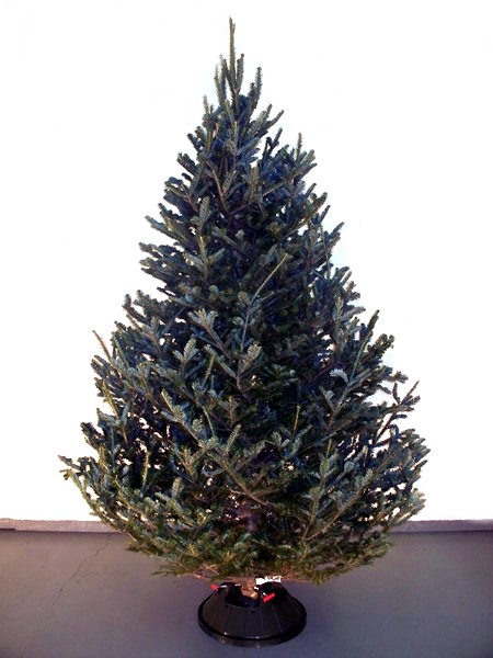 Fraser Fir Wholesale Christmas Tree Alberta